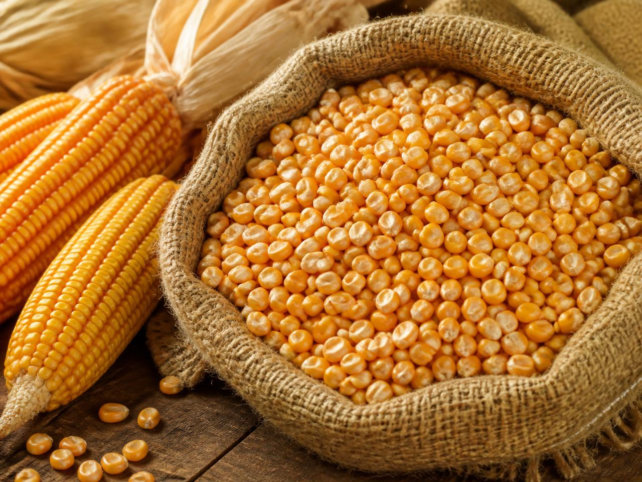 Maize